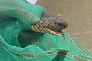 Mua 2 con rắn hổ chúa bán lại kiếm lời, bị khởi tố 