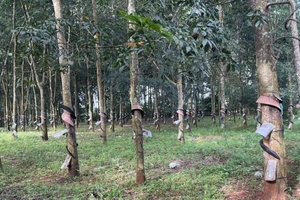 Toà chấp nhận kháng cáo quá hạn vì bị đơn 'nghe không rõ và nhận bản án muộn'