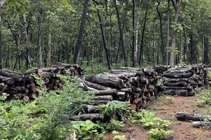 Làm rõ gần 400 ha rừng bị suy giảm tại trung tâm bảo tồn voi ở Buôn Đôn 