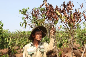 Nông dân Tây Nguyên quay cuồng tìm nước tưới cây giữa mùa hạn hán