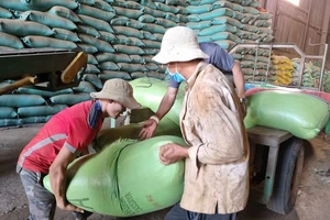 Nghịch lý giá cà phê tăng cao nhưng doanh nghiệp lao đao