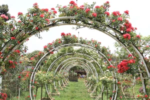 Biến khu đất hoang thành vườn hoa hồng rực rỡ 