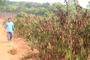 Chính quyền cùng người dân Tây Nguyên quay cuồng tìm nước chống hạn