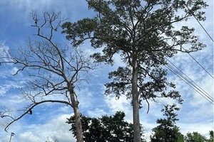 Xã đề xuất chi 400 triệu đồng để xử lý cây dầu rái đã chết