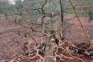 Khởi tố nhóm chuyên trộm mai, cây chè để bán lấy tiền mua ma túy