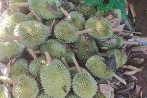 Hơn 1.600 trái sầu riêng của nhà vườn ở Đắk Lắk bị kẻ xấu cắt phá