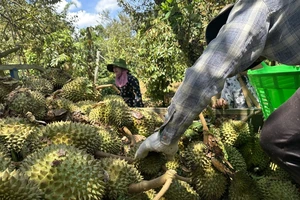 Hàng chục tấn sầu riêng rụng do giông lốc, nhiều nông dân trắng tay