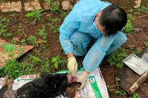 Con chó cắn nhiều người ở Đắk Lắk dương tính virus bệnh dại