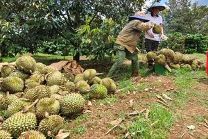 Vợ chồng trẻ bật khóc vì mất trắng hàng tấn sầu riêng sau giông lốc