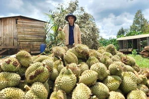 Hơn 100 tấn sầu riêng rụng sau giông lốc, chính quyền tìm cách hỗ trợ dân
