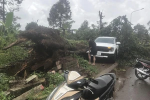 Đắk Lắk: Cây cổ thụ gần quán nhậu bị đổ, đè bẹp ô tô