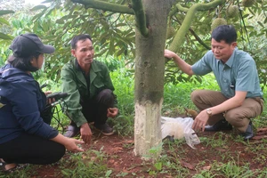 Hai anh em cọc chèo ở Đắk Lắk bị kẻ gian phá hoại 72 gốc sầu riêng