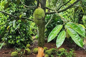 Công an truy tìm thủ phạm gây ra 2 vụ phá hoại sầu riêng ở Đắk Lắk