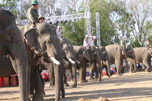 Lý do chú voi 8 tuổi ở Đắk Lắk bị nhổ cả hai ngà