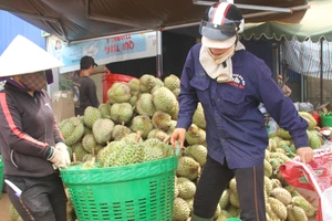 Không cấp điện cho các nhà kho, xưởng sầu riêng xây trái phép 