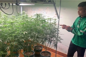 1 thanh niên từ huyện lên phố thuê nhà nguyên căn để trồng cần sa