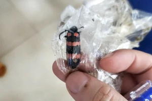 Ăn sâu ban miêu, một thanh niên ở Gia Lai tử vong