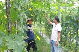 Đưa xơ mướp xuất khẩu, nông dân trồng mướp đếm trái tính tiền