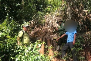 Cắt cây xương gà lấy gỗ, người đàn ông bị khởi tố