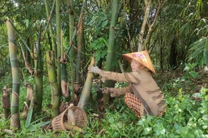 Trồng tre bốn mùa lấy măng, thu lãi hàng tỉ đồng mỗi năm