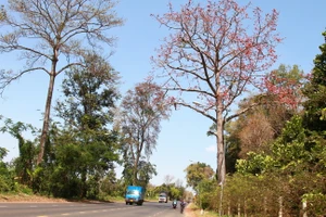 Mê mẩn ngắm hoa Pơ Lang rực rỡ khoe sắc bên tỉnh lộ 8 ở Đắk Lắk