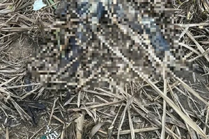 Phát hiện thi thể 1 phụ nữ trong rẫy mía sau 3 tháng mất tích