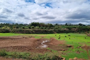 Hồ chứa nước thành nơi chăn bò, dân lo cây chết khô góp tiền mua nước theo giờ