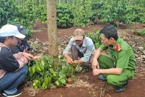 Nhiều hộ dân bị cắt trộm hồ tiêu nghi để làm cây giống