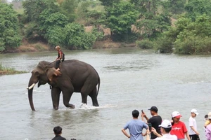 15 cá thể voi nhà ở Đắk Lắk vẫn phải cõng khách du lịch