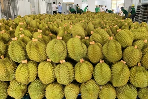 Đắk Lắk tìm giải pháp xuất khẩu sầu riêng sau cảnh báo đỏ