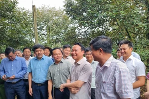 Bộ trưởng Đỗ Đức Duy: Gian lận mã số vùng trồng sầu riêng là 'vi phạm hình sự'