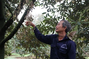 Người trồng sầu riêng ở Đắk Lắk vẫn còn nhiều nỗi lo