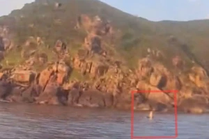 Cá voi lại xuất hiện trên vùng biển Đắk Lắk