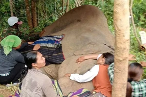 Đón voi về nhà vui như đón dâu, tiễn voi đi như tiễn người đã khuất