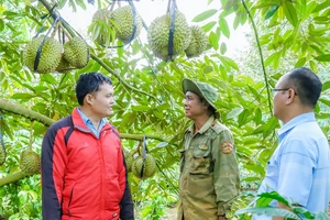 Sầu riêng vào chính vụ, tỉnh Đắk Lắk yêu cầu siết chặt kiểm tra