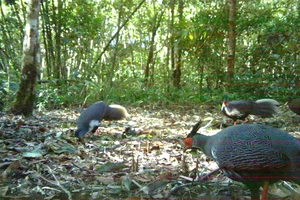 Một khu rừng ở Đắk Lắk ghi nhận 17 điểm có gà lôi trắng 