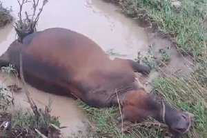 Trâu, bò chết la liệt bên bờ suối sau một đêm mưa lũ