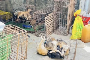 Từ dấu hiệu lạ trong một căn nhà, công an triệt phá nhóm trộm chó liên tỉnh