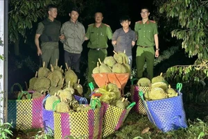 Công an bắt quả tang 2 người lái ô tô trộm 500kg sầu riêng