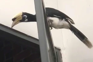 Thấy con chim lạ có mỏ dài bay vào quán nhậu, chủ quán liền báo kiểm lâm