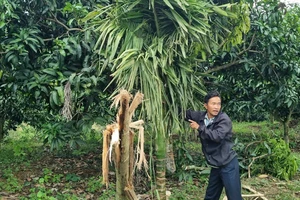 Người dân bất an vì voi rừng phá hoại hoa màu, nghi quật chết người