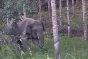 Nghi voi rừng quật chết người, nhiều đơn vị vào cuộc