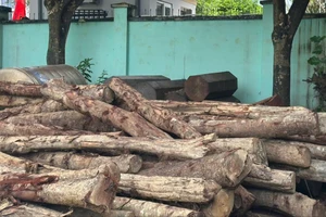 Phát hiện vụ phá rừng phòng hộ cảnh quan ở Đắk Lắk