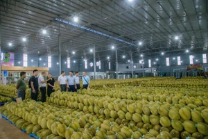 Thị trường sầu riêng 'ấm' lại sau chuỗi ngày ngưng trệ, dân bớt lo