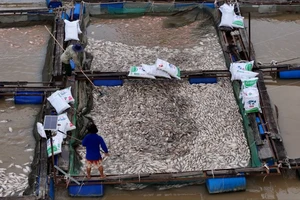 Cá chết trắng mặt nước, người nuôi trắng tay