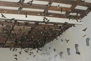 Bão số 13 quét qua Đắk Lắk: Nhiều nhà yến hư hỏng, đàn chim chết hàng loạt