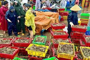 Tôm hùm chết hàng loạt, có loại bán 50.000 đồng/1kg nhưng ít người mua