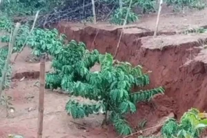 Sạt lở đất, vùi lấp 1 ha cà phê tại Đắk Lắk