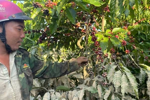 Cà phê bị 'nhuộm' bùn non, nông dân Lâm Đồng thất thu sau mưa lũ