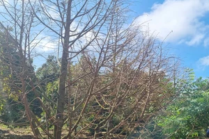 Nắng lên, nông dân bất lực nhìn sầu riêng chết hàng loạt